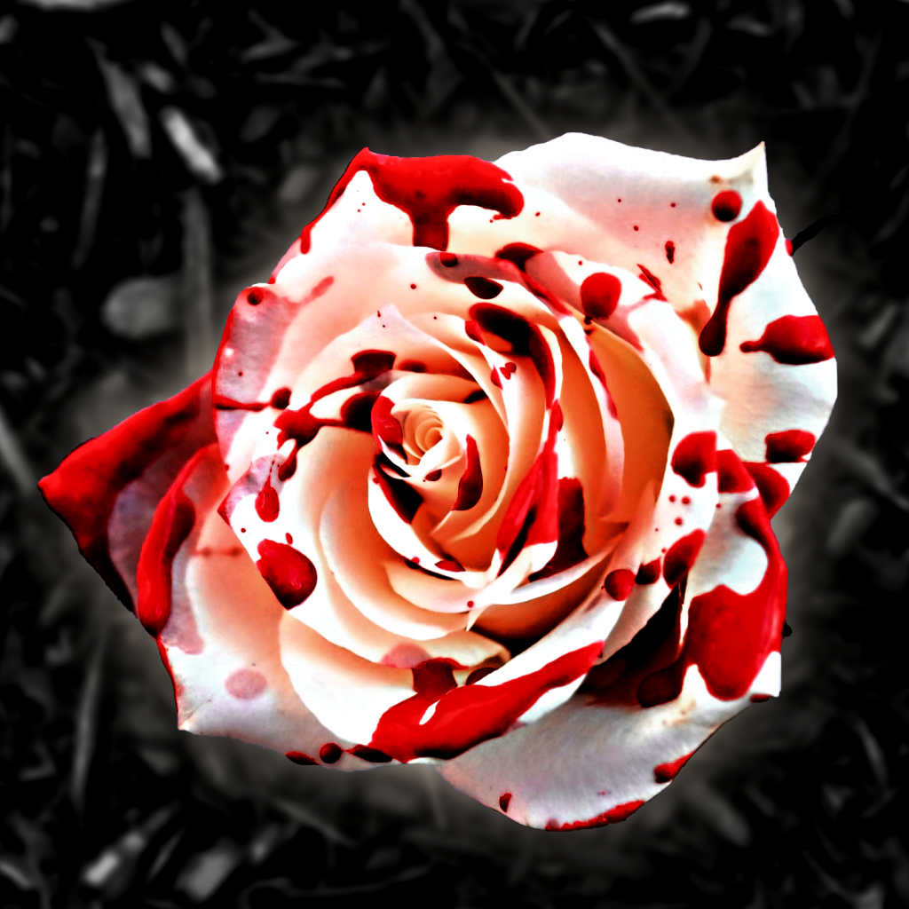 A white rose with blood on it.
